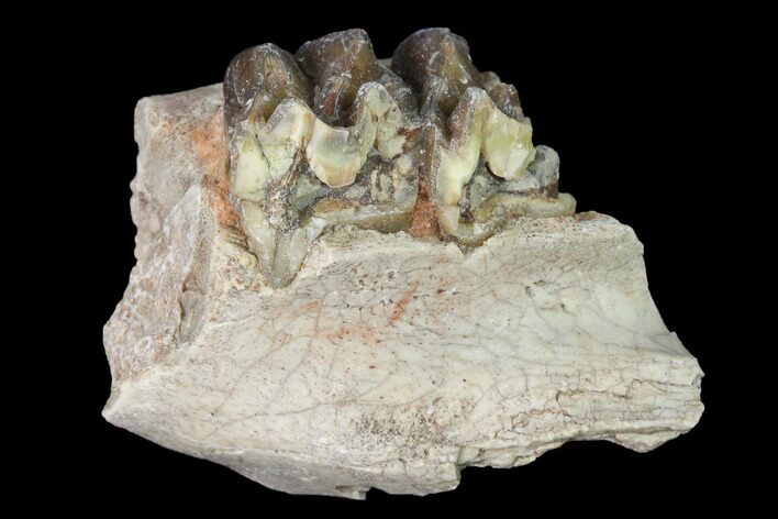Fossil Horse (Mesohippus) Jaw Section - South Dakota #140891